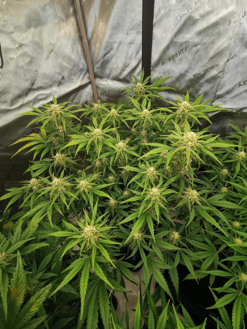 Z-Up Auto, Фасовка: 5, изображение 4